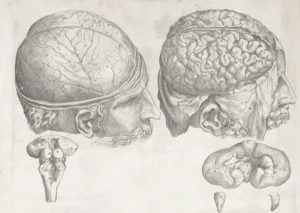 Anatomy sketch of brain and benefit of mental fitness