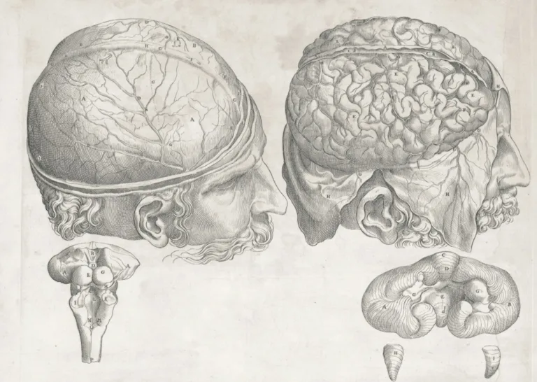 Anatomy sketch of brain and benefit of mental fitness