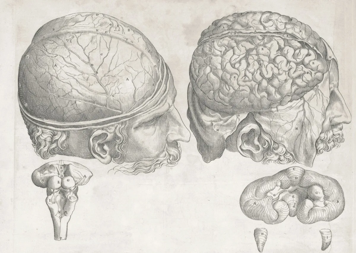 Anatomy sketch of brain and benefit of mental fitness