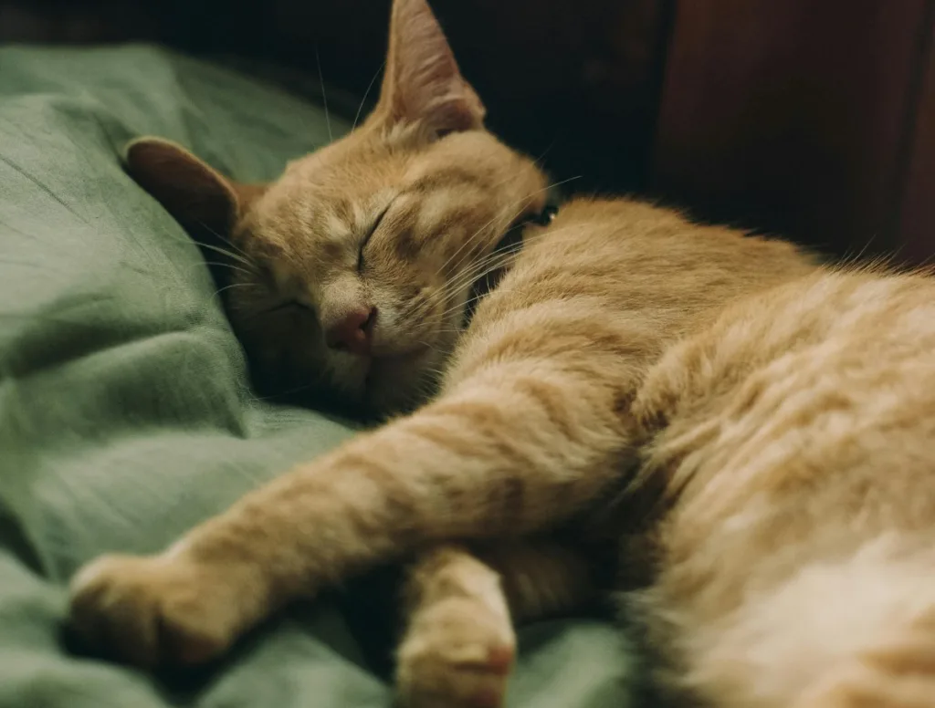 ways to sleep better without pills